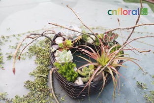 这个西班牙花艺师,用多肉玩的架构有点意思