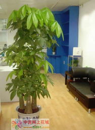 山南网上花店 商品内容 发财树 三柱 ,110 150cm左右 瓷盆装 以当地分店实物为准