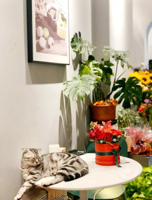 与花相伴 这份 合肥精品花店指南 ,让你在寒冬也能寻觅出一片春天