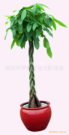 批发发财树，寓意生意兴隆 深圳市罗湖区金太阳花店专业供应